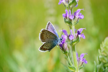 A small butterfly in wildflowers. Natural background.