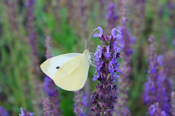 A white cabbage butterfly on a blooming sage. Blossom.