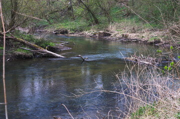 the river in the forest