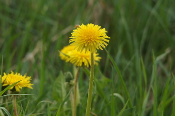dandelion on green grass