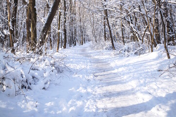 A grove covered with snow in winter.
