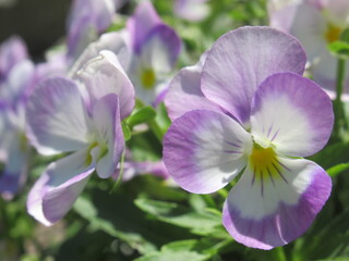 Zbliżenie na różowe bratki © Kumulugma