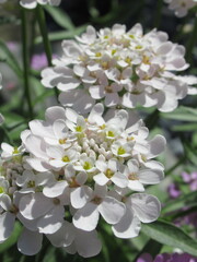 Zbliżenie na kwiat rośliny z gatunku Iberis  © Kumulugma