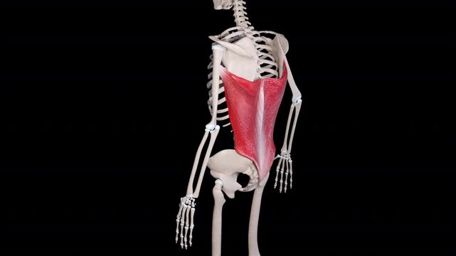 Latissimus Dorsi Muscle Movement Side View