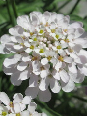 Zbliżenie na kwiat rośliny z gatunku Iberis  © Kumulugma