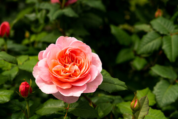 Bloom pink rose with green leave in the garden