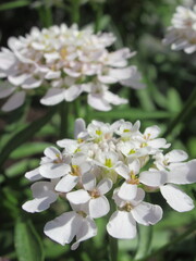 Zbliżenie na kwiat rośliny z gatunku Iberis  © Kumulugma