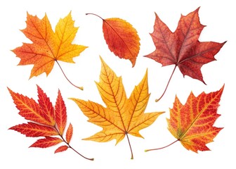 Fototapeta premium autumn maple leaves isolated on white