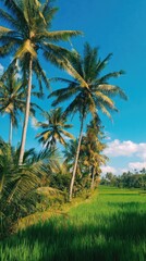 Obraz premium Lush palm trees line a green rice field under a bright blue sky