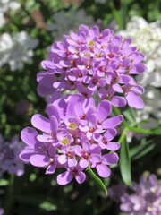 Zbliżenie na kwiat rośliny z gatunku Iberis  © Kumulugma