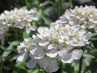 Zbliżenie na kwiat rośliny z gatunku Iberis  © Kumulugma