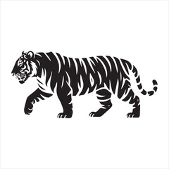 Black and white tiger walking to the right with stripes on white background animal wildlife