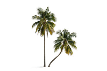 Obraz premium Two green palm trees with brown trunks isolated on white background coconut tree tropical