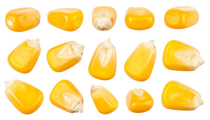 Isolated macro closeup of delicious yellow sweet corn food on a white background