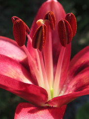 Zbliżenie na pręciki różowych lilii © Kumulugma