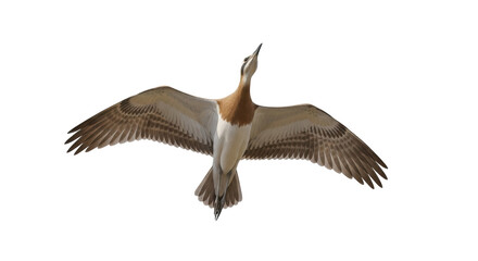 Isolated Bird Flying Overhead With Wings Extended and Neck Outstretched, Looking Upwards