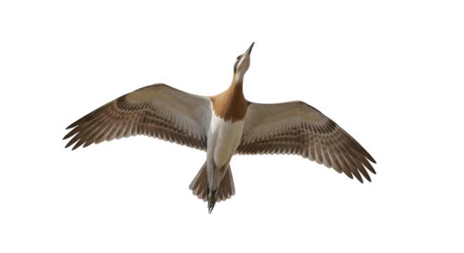 Isolated Bird Flying Overhead With Wings Extended and Neck Outstretched, Looking Upwards