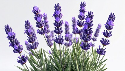 Fototapeta premium Close-up of vibrant lavender sprigs against white