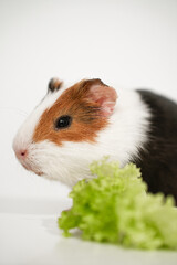 Guinea pig photos 
