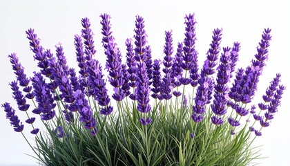 Obraz premium Lush lavender blossoms in full bloom against a plain white backdrop