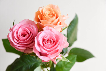 ピンクとオレンジのばら