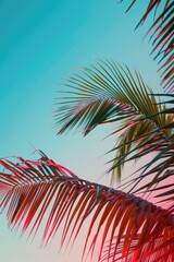 Palm Leaves Under Turquoise Sky with Red Glow for Summer Postcard Background