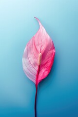 Pink Anthurium flower lies, blue background. Use Health, beauty, spa, wellness