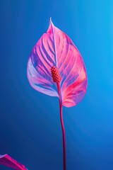 Anthurium flower portrait with gradient blue for website banners and greeting cards