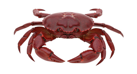 Isolated red rock crab, a decapod crustacean with powerful pincers, a marine creature
