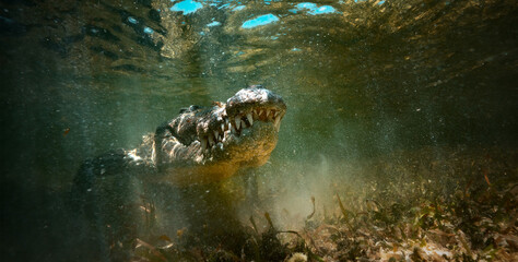Predator in water, the American crocodile found at Banco Chinchorro, a unique atoll off Mexico's Yucatan Peninsula.underwater extreme closeup shotthe American crocodile (Crocodylus porosus)