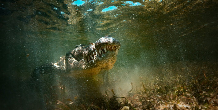 Predator in water, the American crocodile found at Banco Chinchorro, a unique atoll off Mexico's Yucatan Peninsula.underwater extreme closeup shotthe American crocodile (Crocodylus porosus)