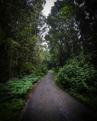 Fototapeta premium path in the woods