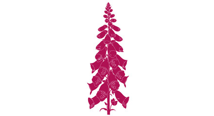 Isolated magenta foxglove silhouette on white © gudangPIXEL