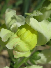 Zbliżenie na żółte kwiaty lwiej paszczy © Kumulugma