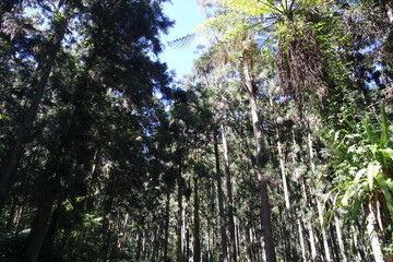 Fototapeta premium sun rays in the forest