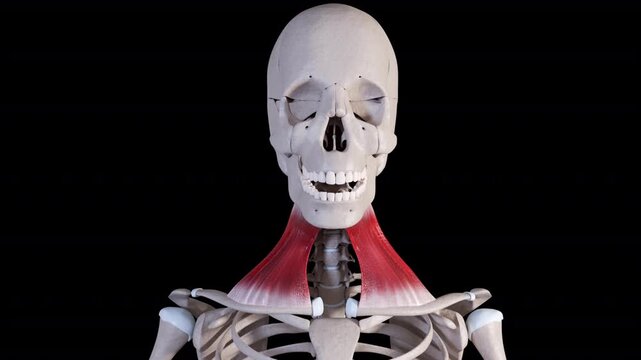 Platysma Muscle Movement Front View