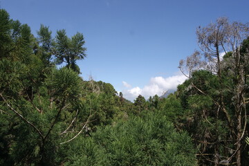 pine trees in the mountains