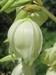 Zbliżenie na kwiat juki © Kumulugma