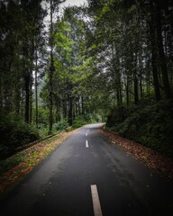 road in the woods
