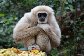 Affe sitzt am Futtertrog und hält die Arme verschränkt auf seinem Knie. Das Tier wirkt entspannt und beobachtet seine Umgebung.