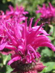 Zbliżenie na różowe kwiaty pysznogłówki © Kumulugma