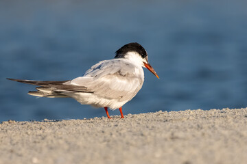 A common tern perched on a sandy beach