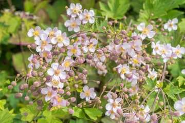 Eriocapitella hupehensis or Anemone hupehensis.  Beautiful  autumn anemone flower in the garden. Japanese anemone or  windflower.
