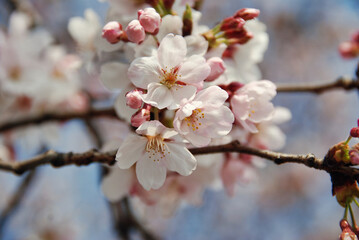 sakura blossom in spring