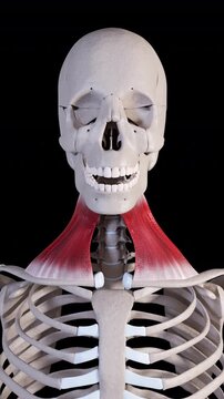 Platysma Muscle Movement Front View Vertical Video