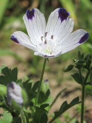 Zbliżenie na kwiat rośliny z gatunku Nemophila maculata © Kumulugma