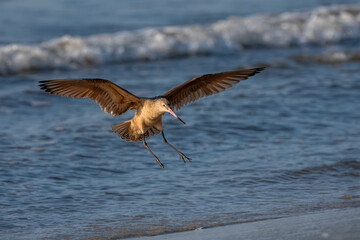 A marbled godwit landing on a beach