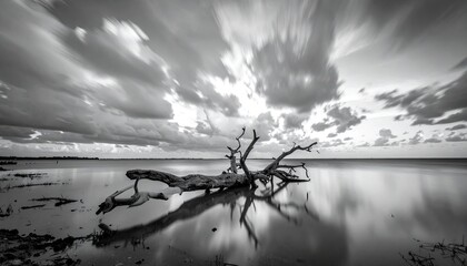 A grayscale long-exposure shot depicts a dead tree in calm water, reflected perfectly, under a dramatic, cloudy sky
