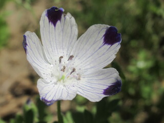 Zbliżenie na kwiat rośliny z gatunku Nemophila maculata © Kumulugma