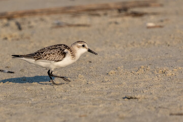 Shorebird on a sandy beach